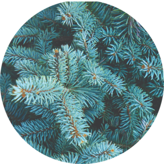 Balsam Fir