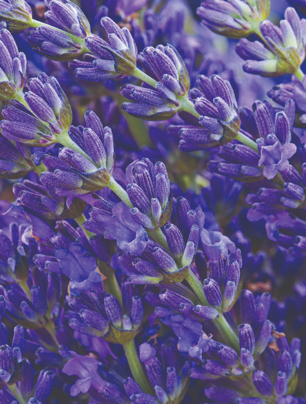 Close up of Lavender plant
