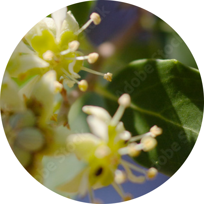 Ingredient Glossary - Saponaria Wood Extract