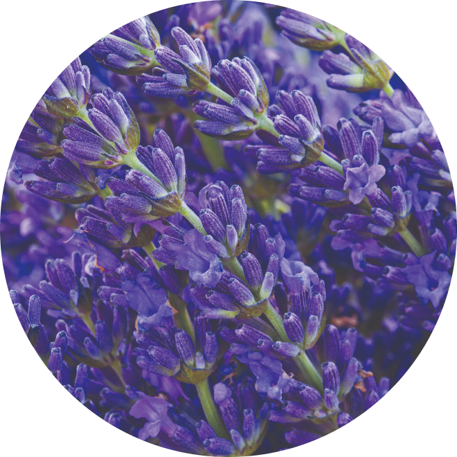 Ingredient Glossary - Lavender