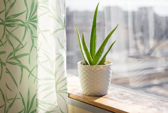 Aloe Plant in window 