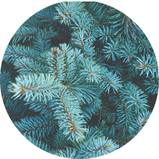 Balsam Fir