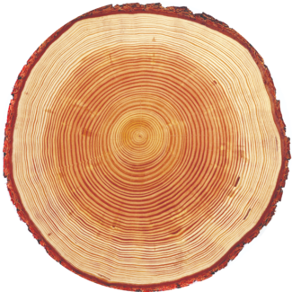 Cedar wood slice
