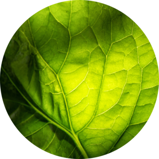 Citronella Leaf