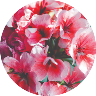 Geranium Blossoms