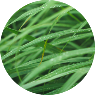 https://www.seventhgeneration.com/sites/default/files/styles/325x325_no_focal_point/public/2022-06/Lemongrass.png?itok=jSZ6zt58