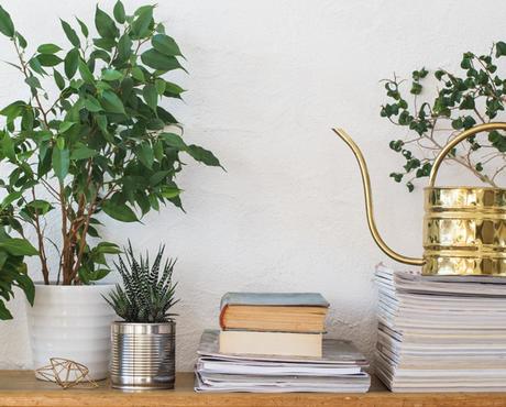 Houseplants and Books on Shelf