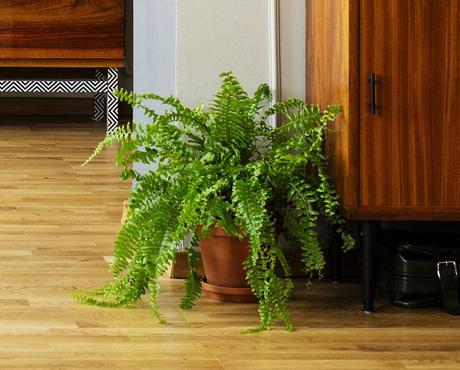 Image of Boston fern plant sitting on wood floor next to a mod style sideboard