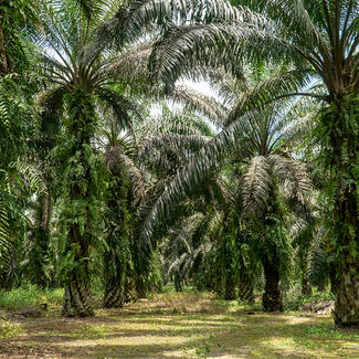 Palm tree grove